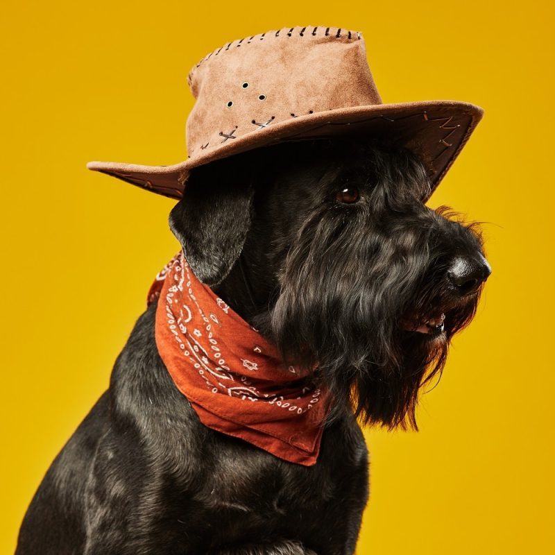black-schnauzer-cowboy-dog-2022-08-11-19-54-34-utc-min-qh7czzn2m4uvl04htkxag3169khedl1mxor75gdmio